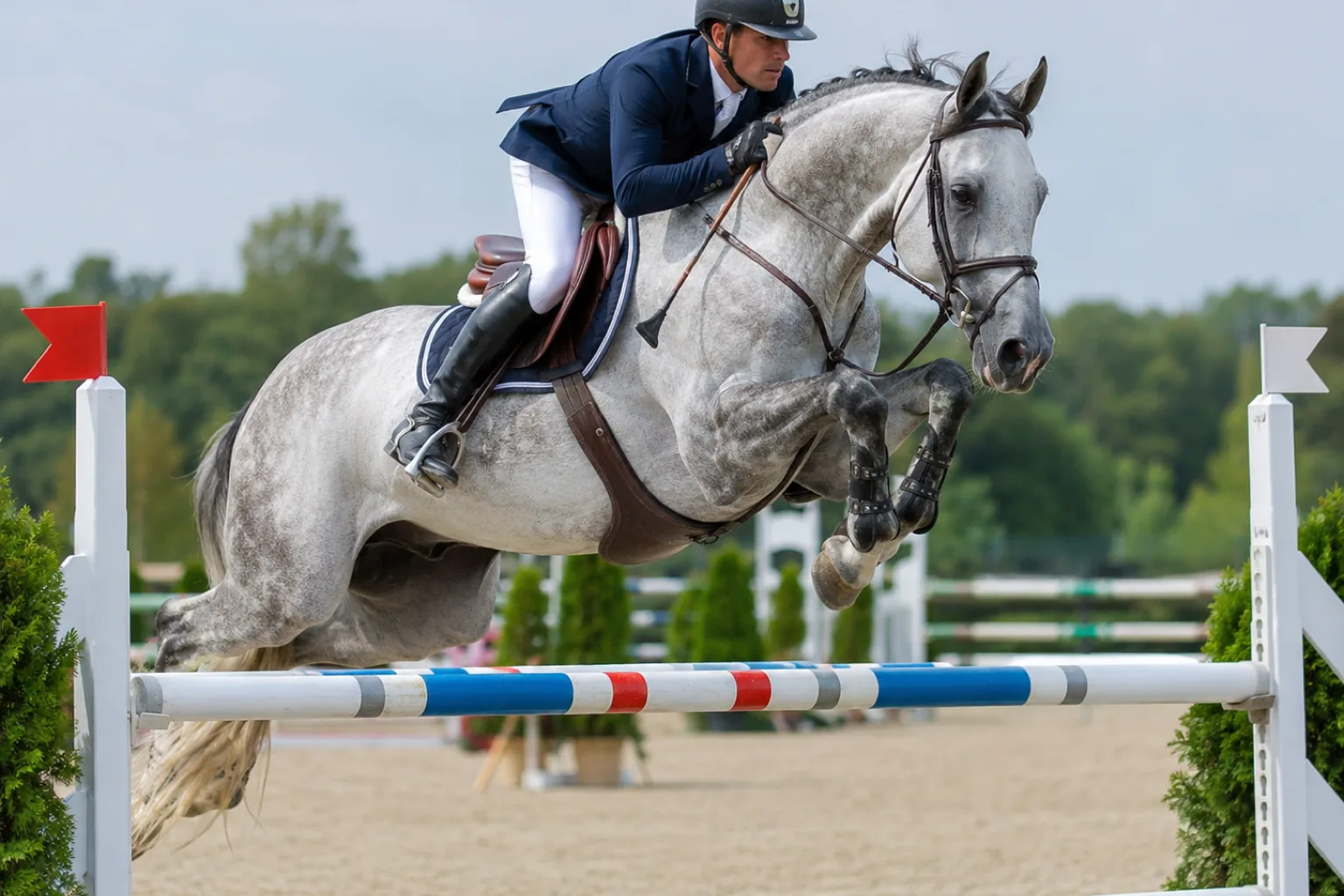 Anglo-Arab in mid-show jump, demonstrating its power and agility in competition.