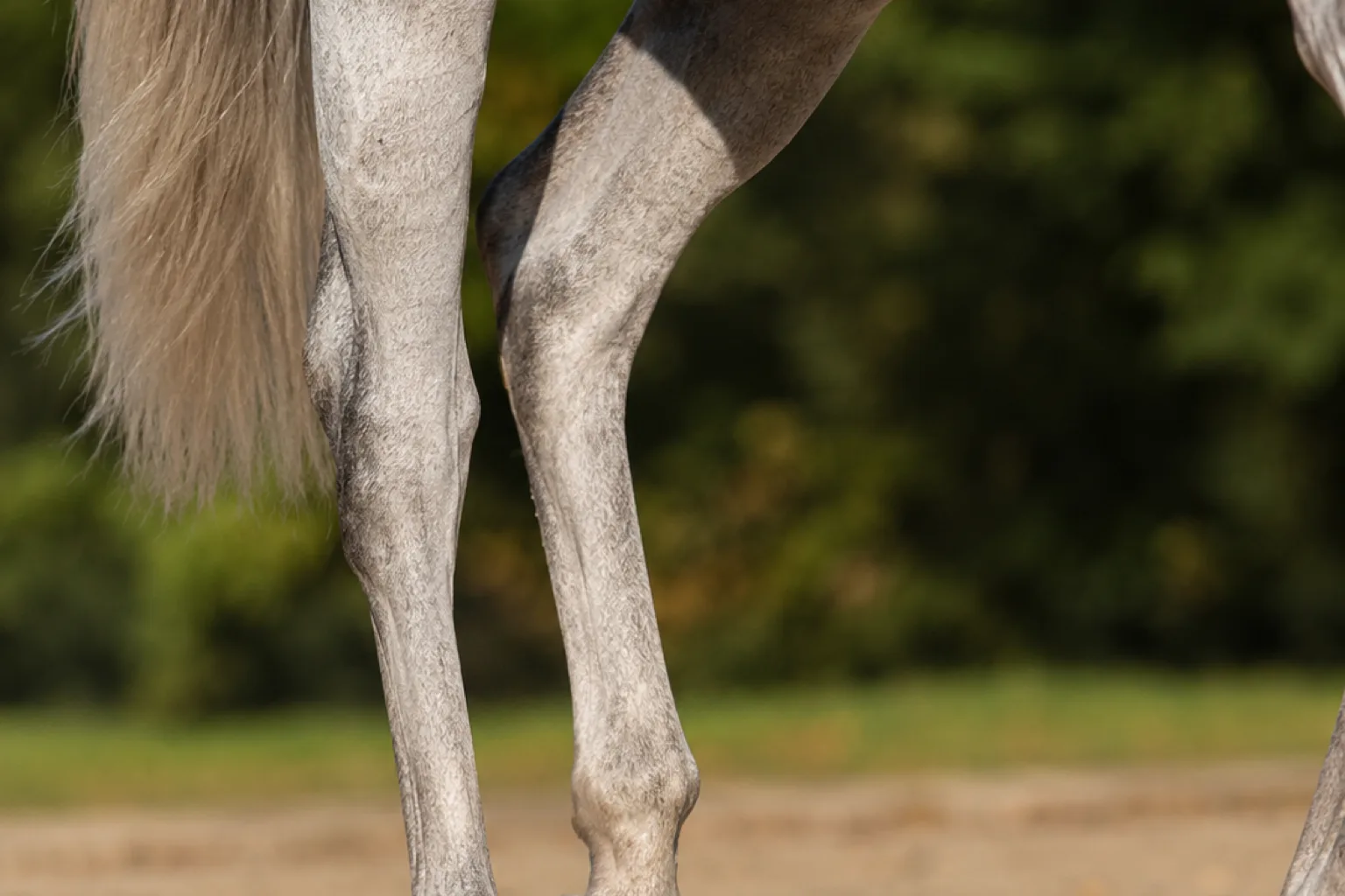 Grey Anglo-Arab, highlighting the fineness of its coat and the clean lines of its limbs.
