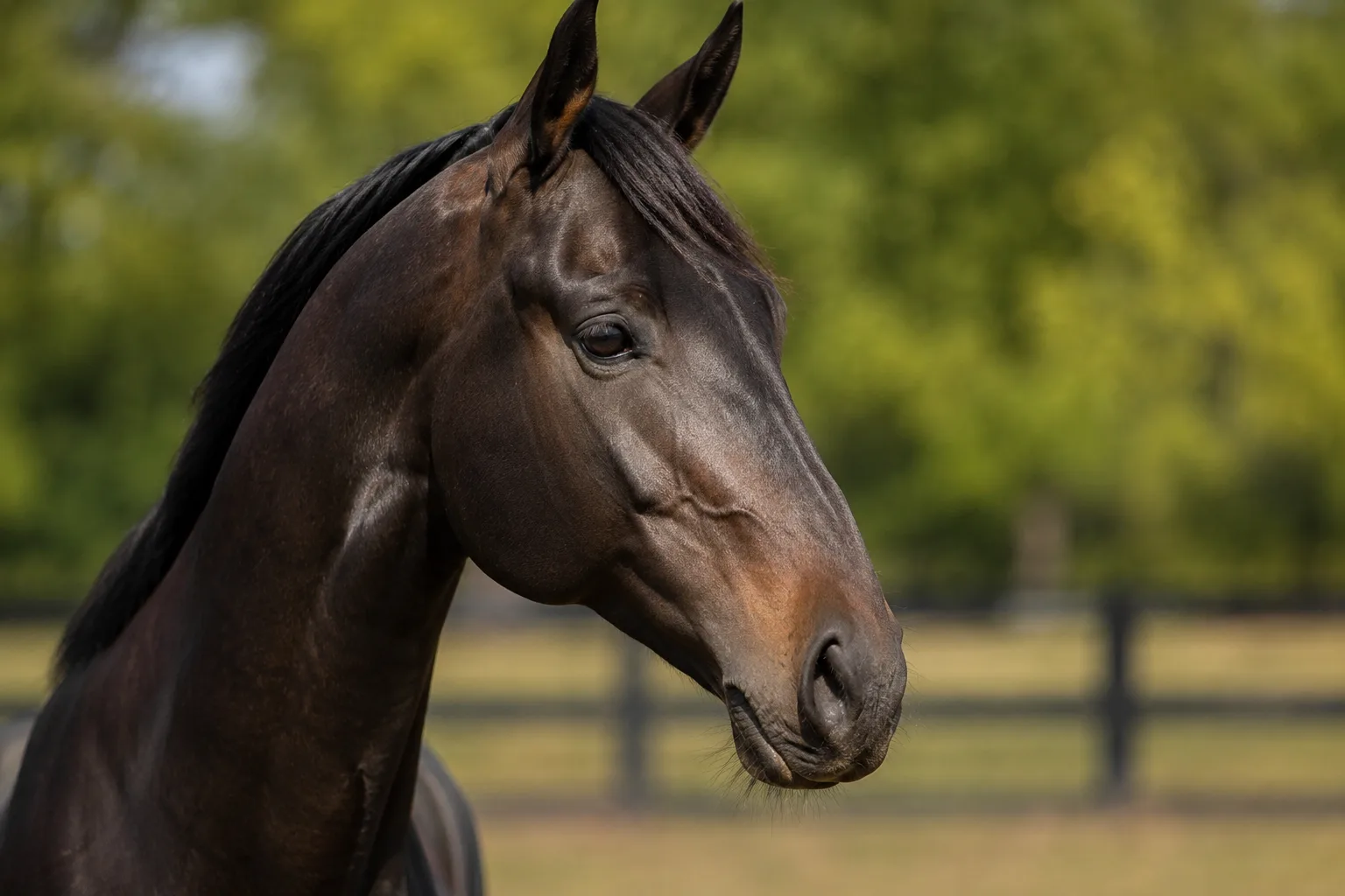Close-up portrait of a Sardinian Anglo-Arab's head, highlighting its refined profile and expressive eyes.
