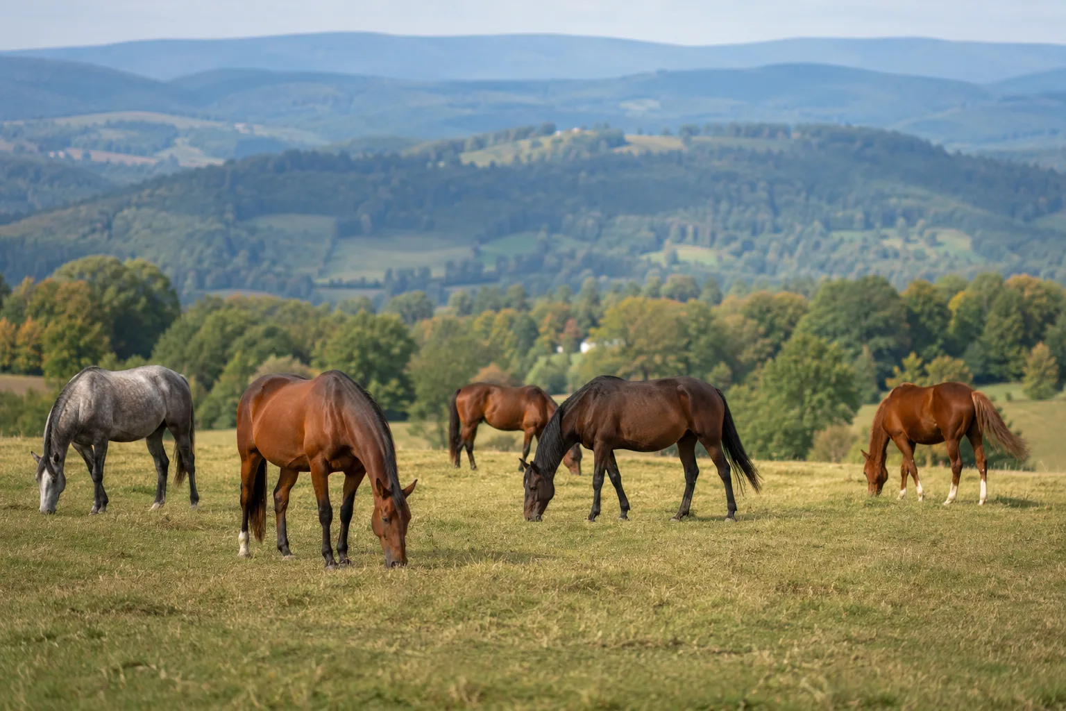 Several Sardinian Anglo-Arabs grazing in a typical Sardinian landscape.