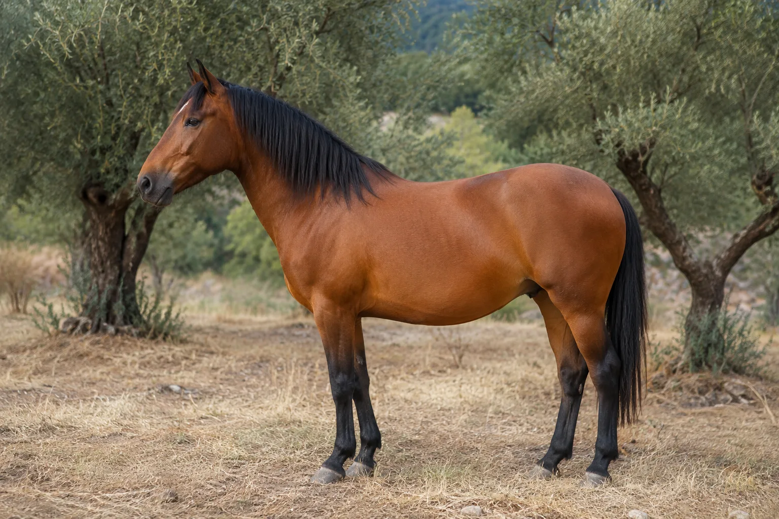 Bay Anglo-Kabarda horse, in profile, in a lush green meadow with mountains in the background.