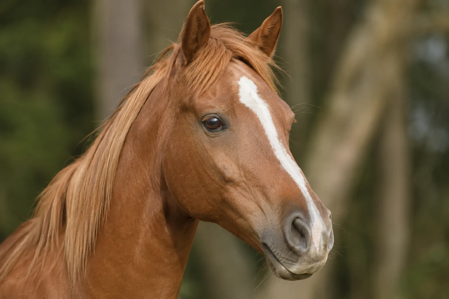 Close-up of an Anglo-Kabarda's head, showing its expressive eyes and straight profile.