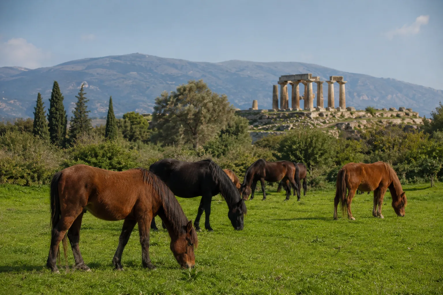 Herd of Anglo-Kabardas (bays and blacks) grazing peacefully in a vast mountainous pasture.