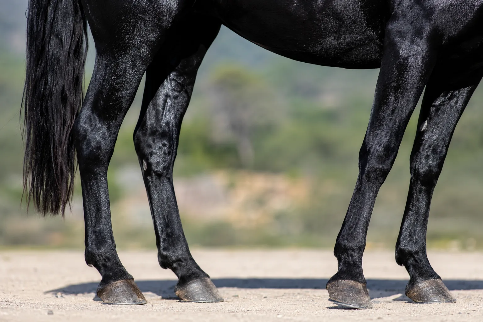 Anglo-Kabarda with a shiny black coat, highlighting the quality of its hair and its robust hooves.