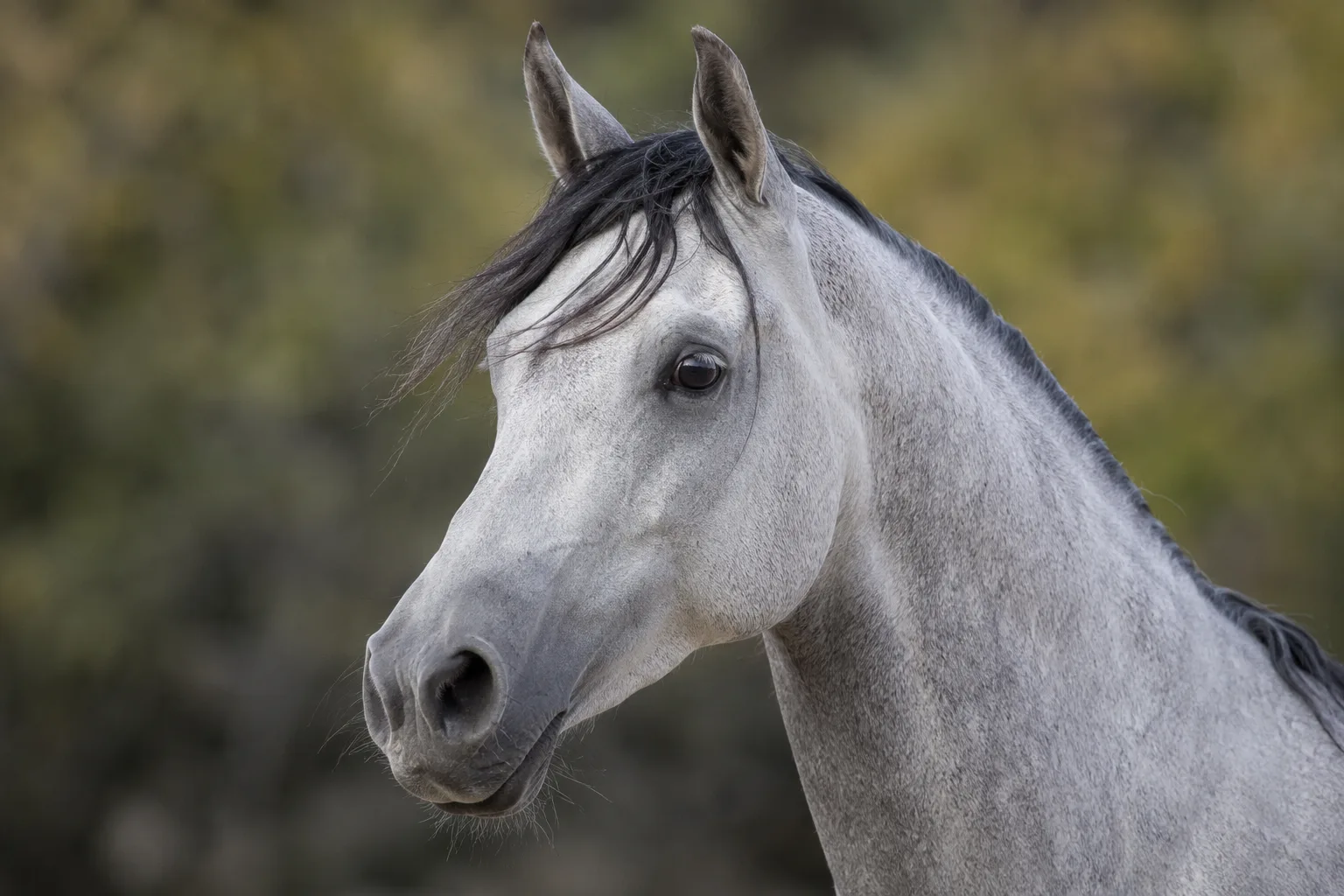 Close-up of the head of a chestnut AQPS horse, highlighting its lively eyes, straight profile, and refined nostrils.