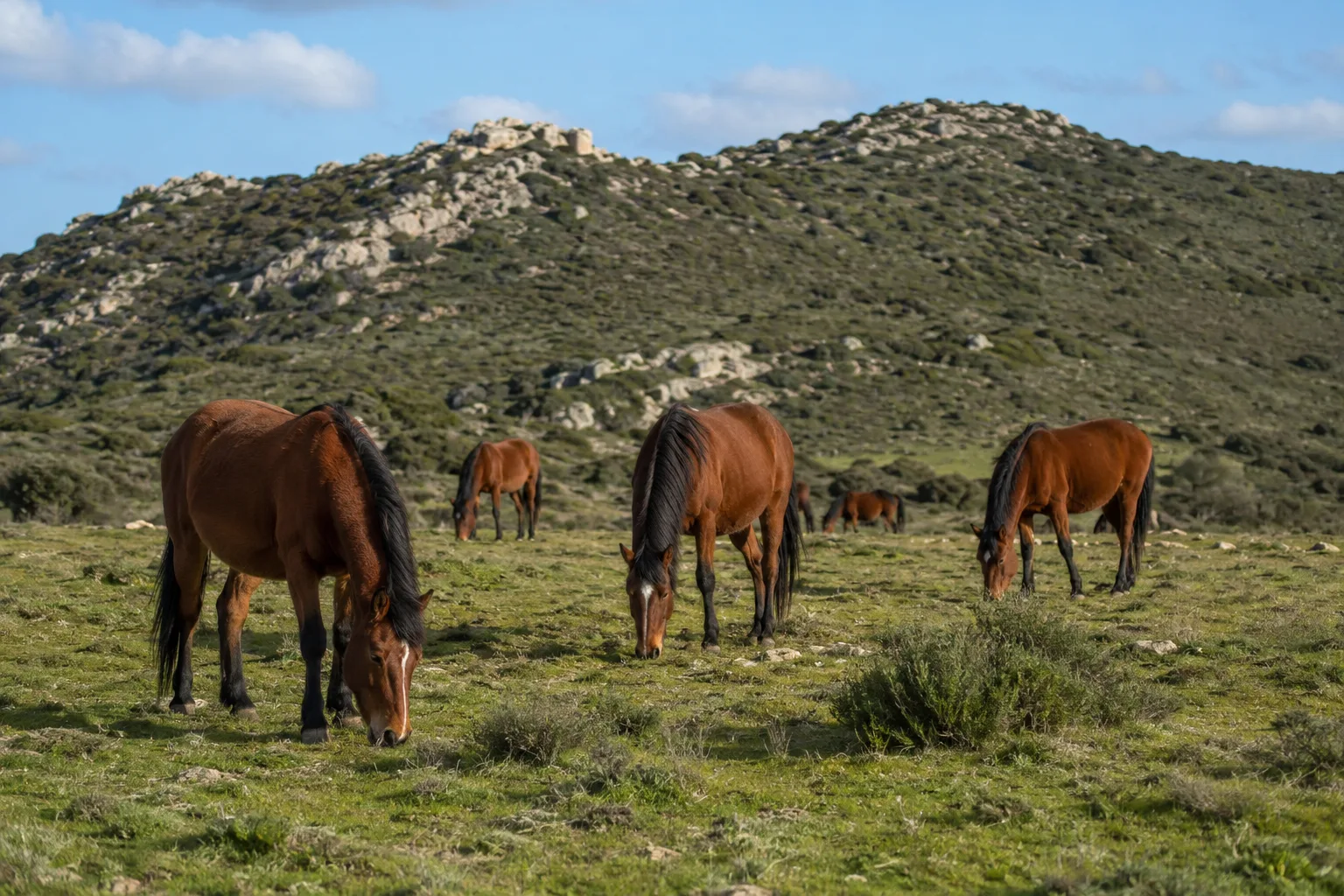 A small herd of AQPS horses grazing peacefully in a French countryside pasture, under a clear sky.