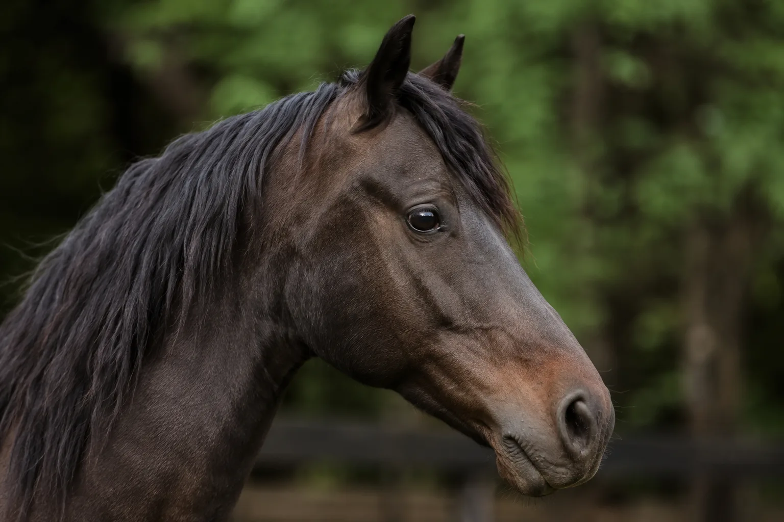 Close-up of a grey Arabian horse's head, highlighting its dished face and large, expressive eyes.