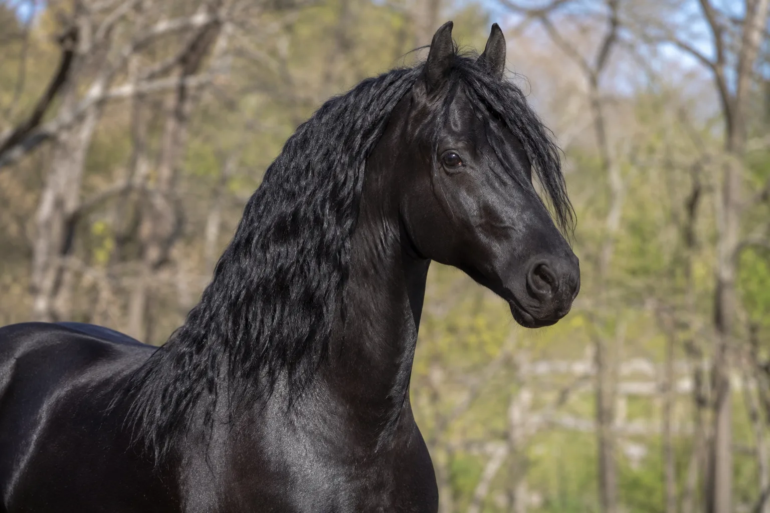Detail of the very full and silky mane and tail of a black Arabian horse, showing the fineness of its coat.