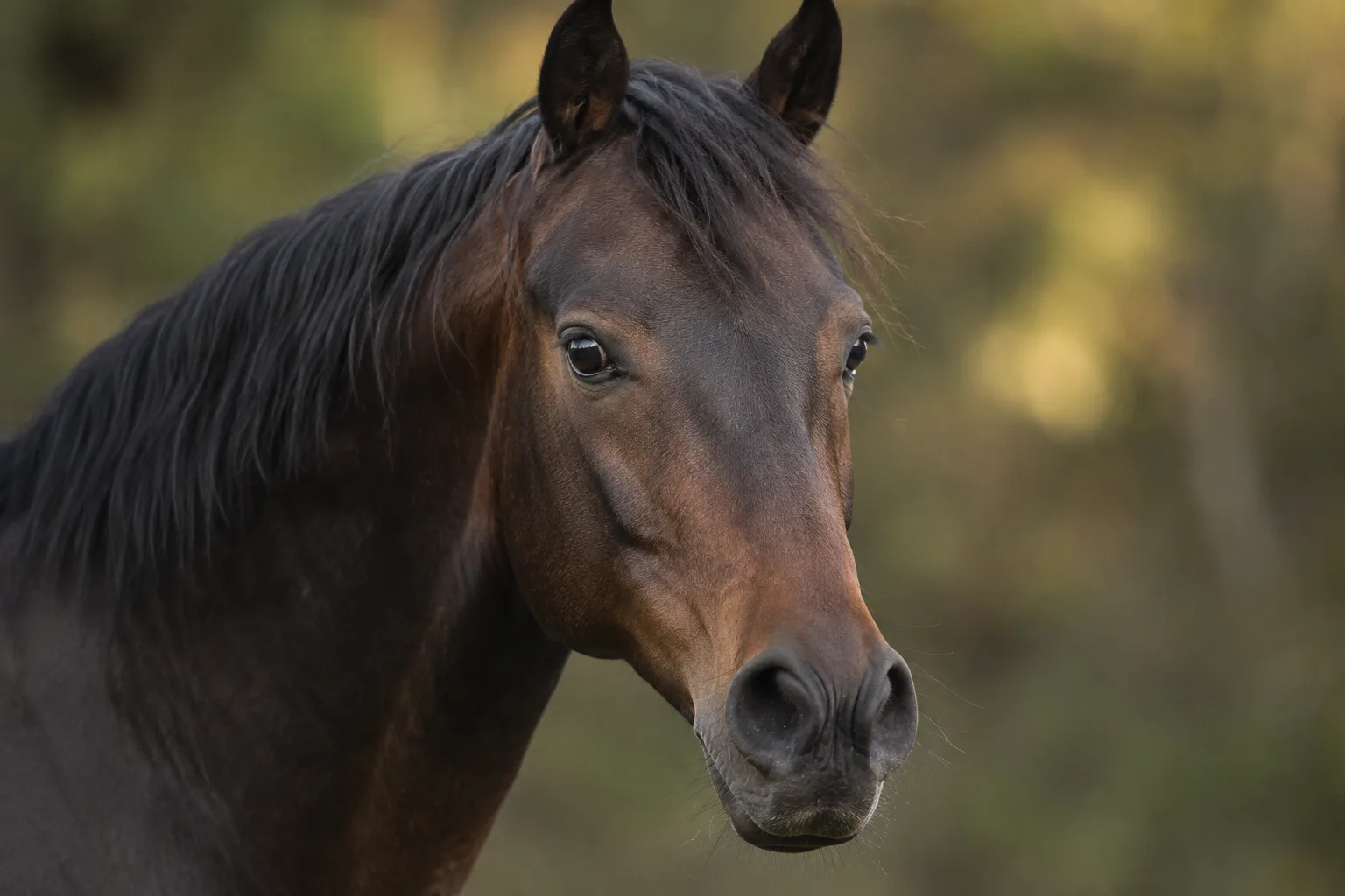 Close-up of a bay Shagya Arabian's head, showing its concave profile, large eyes, and wide nostrils.