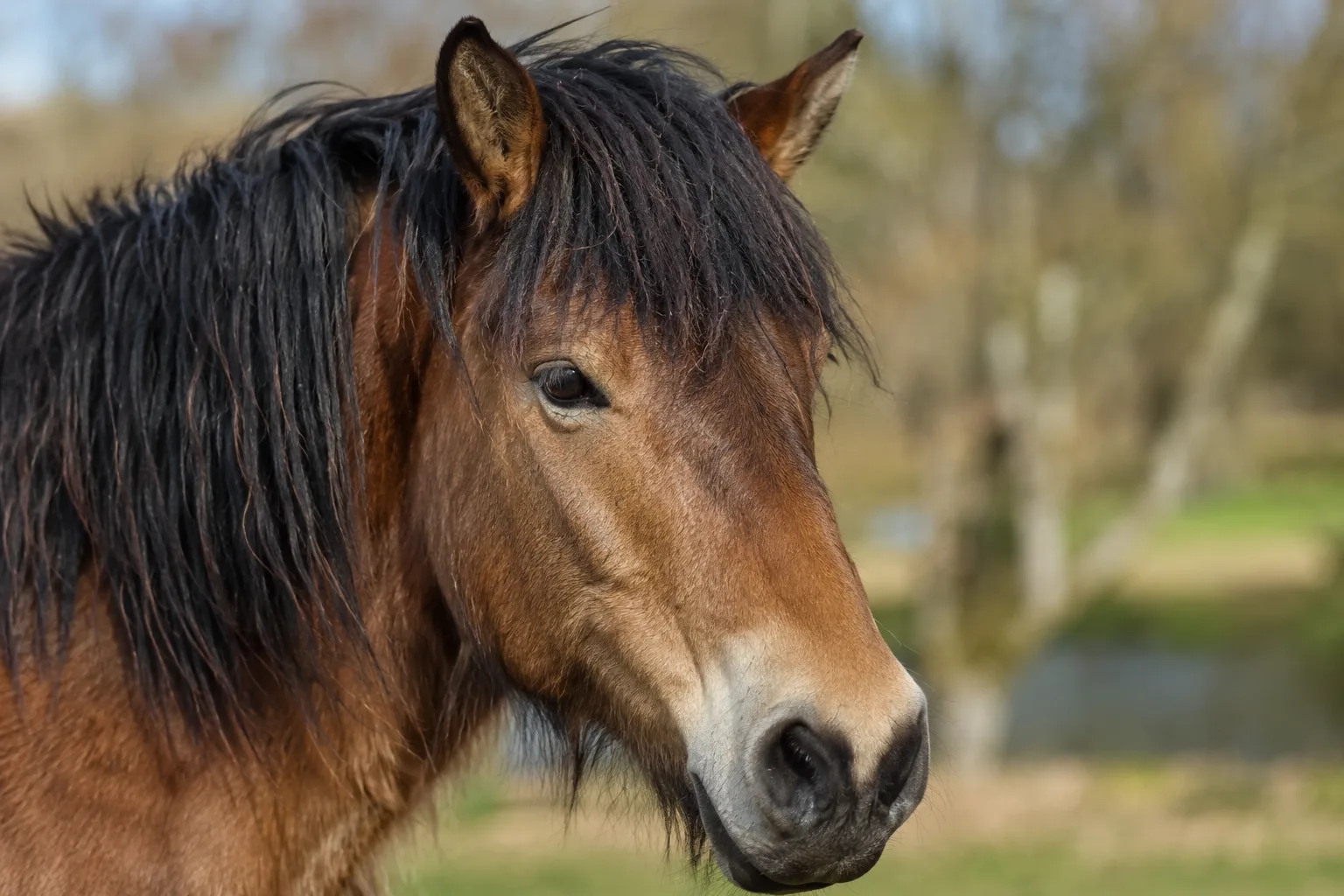 Close-up of an Ardennais horse's head, highlighting its expressive eyes and straight profile.