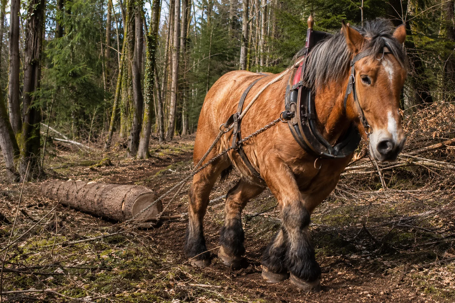 Ardennais horse in action, pulling a log during a forest skidding session.