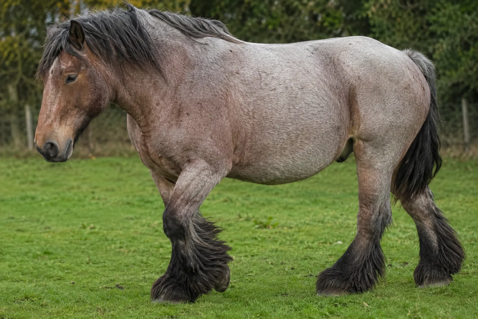 Detail of an Ardennais horse with a roan coat, showing its abundant feathering and thick coat.