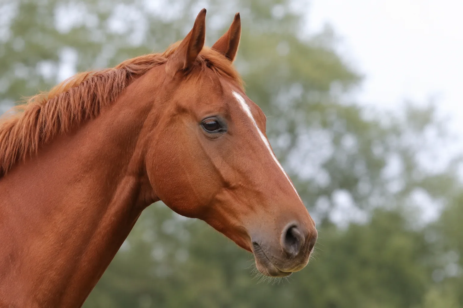 Close-up of a Swedish Ardennes' head, showing its straight profile and large, expressive eyes.
