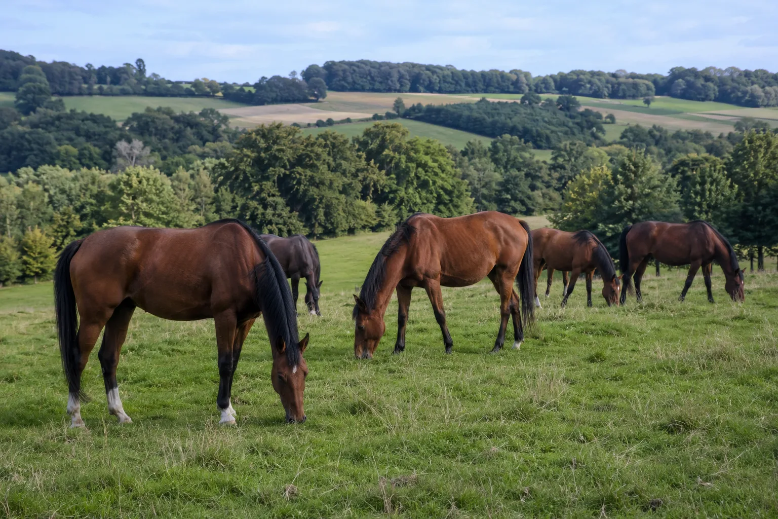 Several Swedish Ardennes horses grazing in a lush Swedish landscape, under natural light.