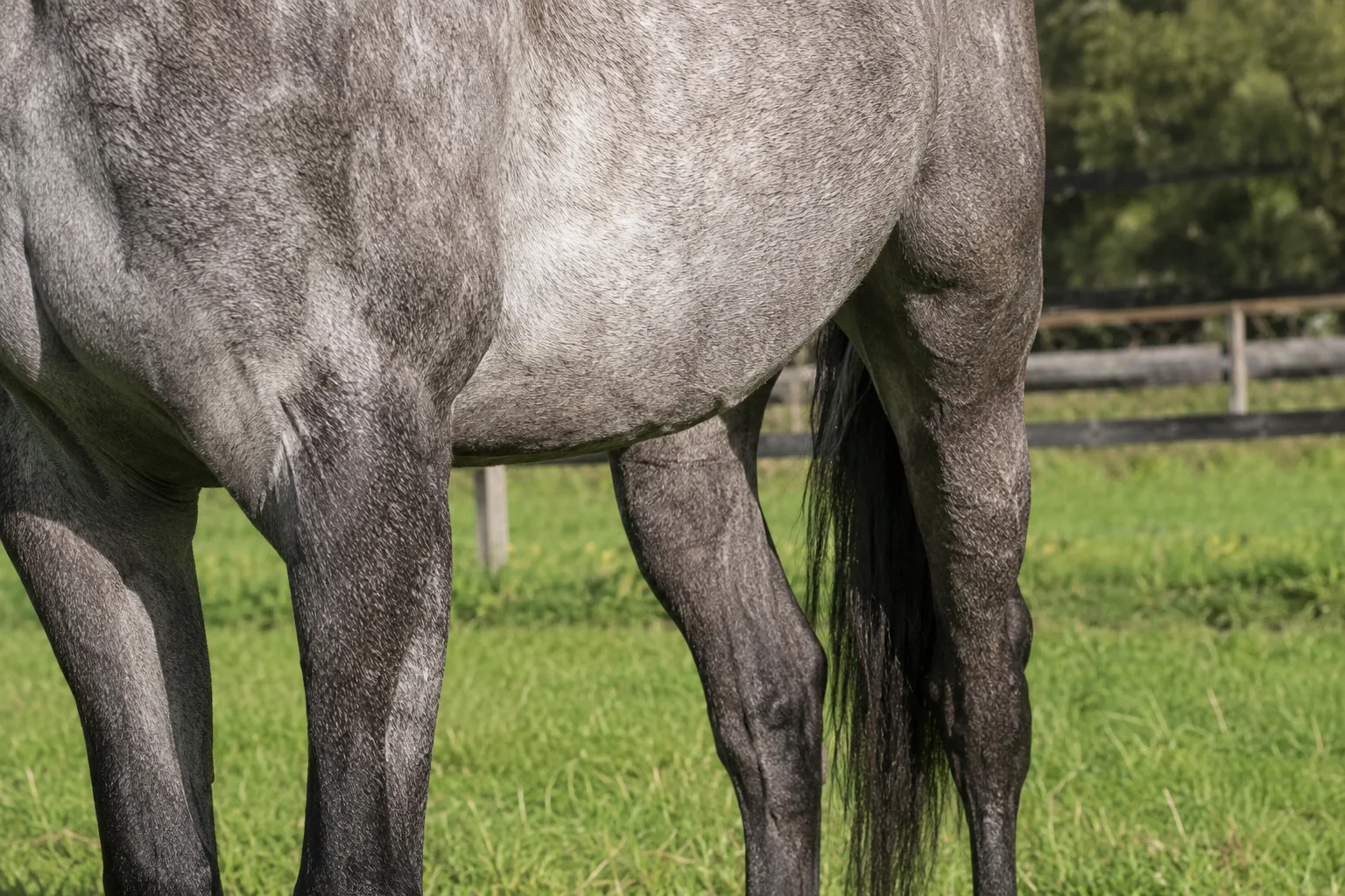 Chestnut Swedish Ardennes horse, highlighting its mane and moderate feathering on its robust limbs.