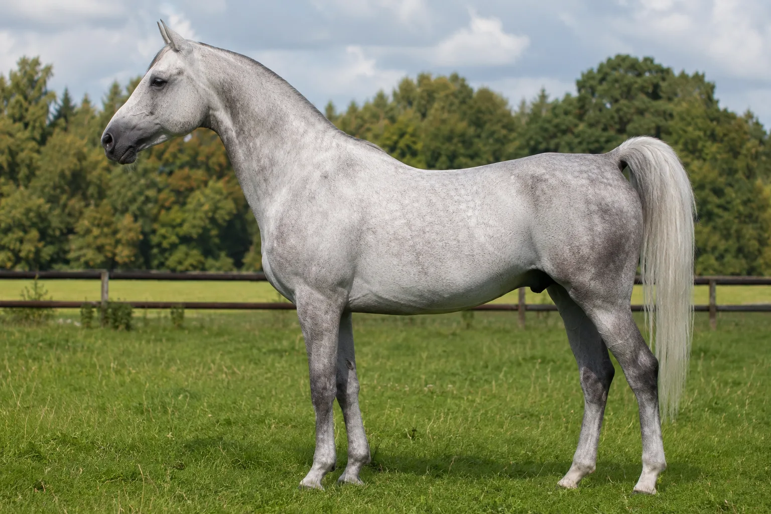 Bay Arenberg-Nordkirchen horse, in profile, in a lush green meadow, showcasing its elegant and baroque silhouette.