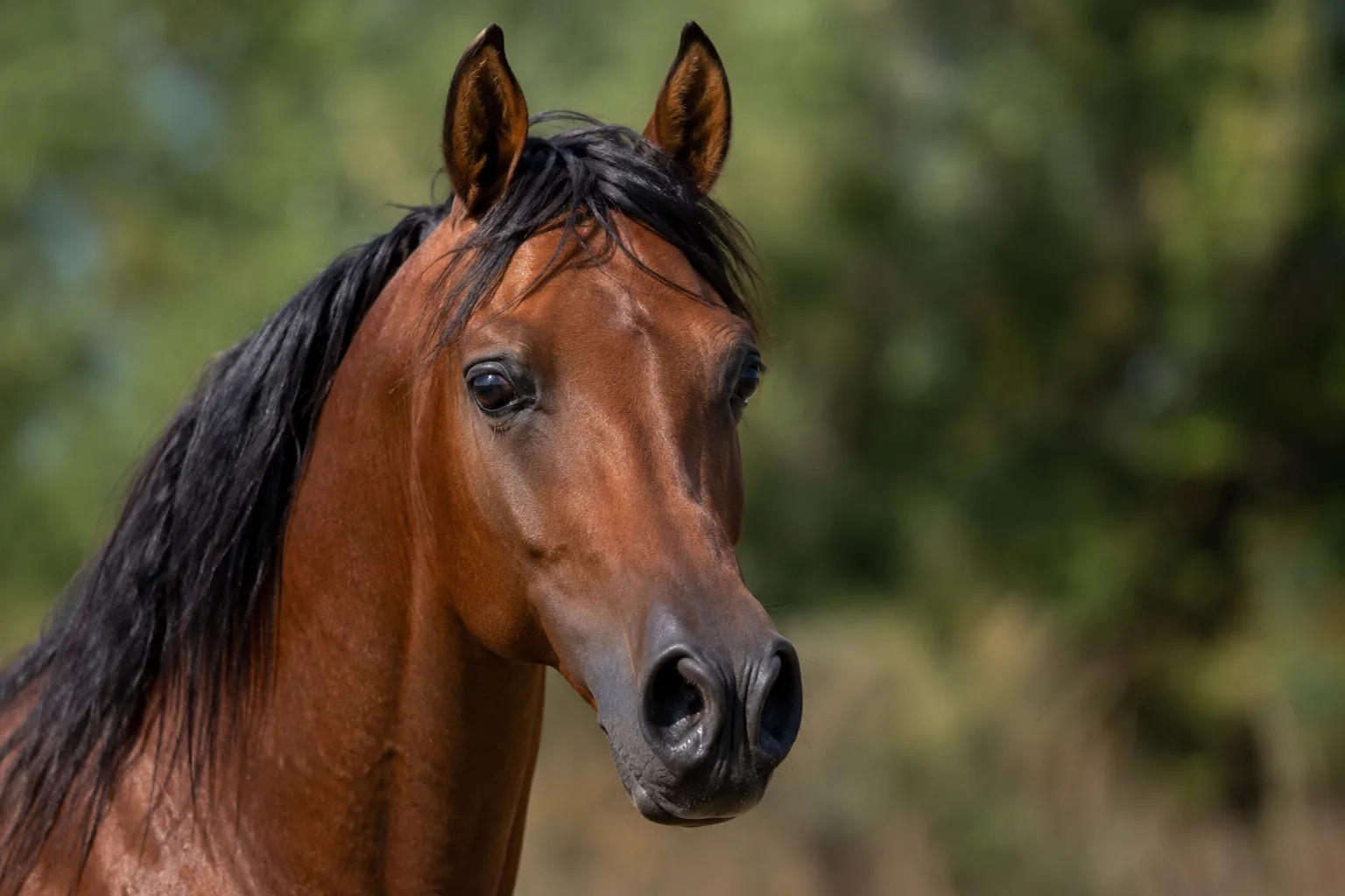 Close-up portrait of a black Arenberg-Nordkirchen horse's head, highlighting its expressive eyes and noble profile.