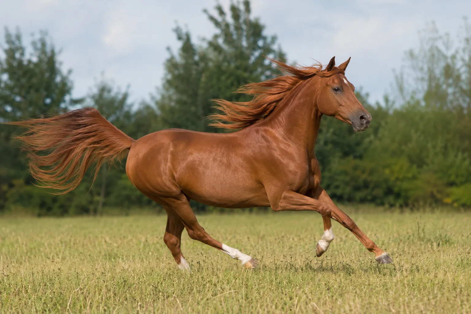 Grey Arenberg-Nordkirchen horse in collected trot on a dressage arena, demonstrating the scope of its gaits.