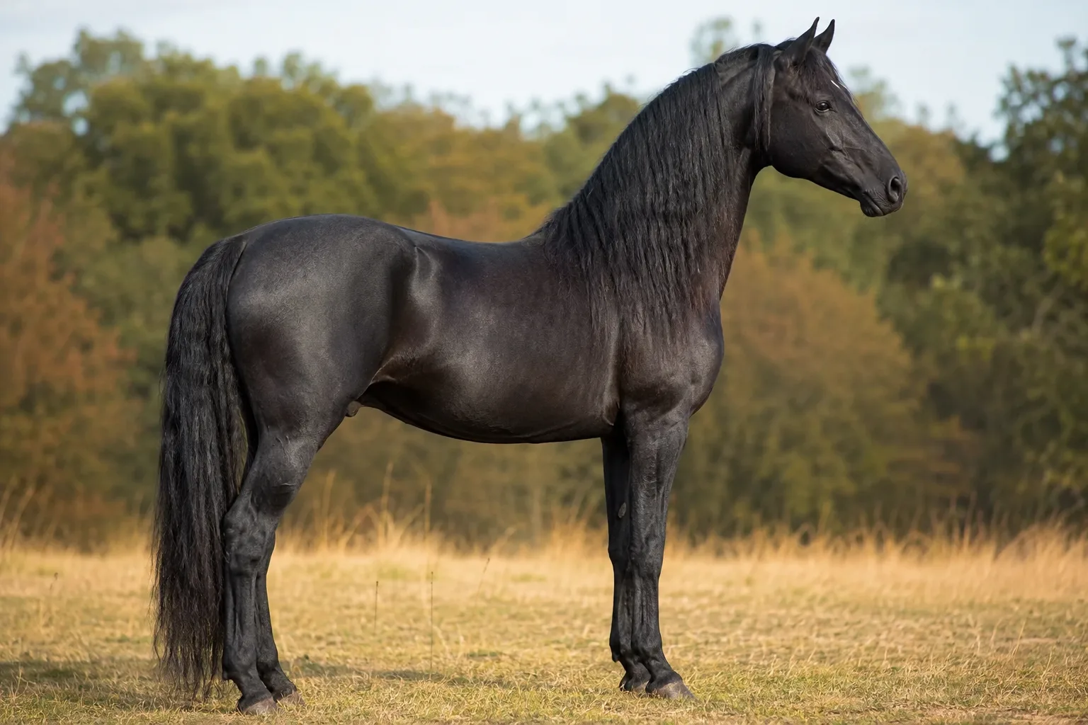 Chestnut Arenberg-Nordkirchen horse, showing the richness of its color and its harmonious musculature.