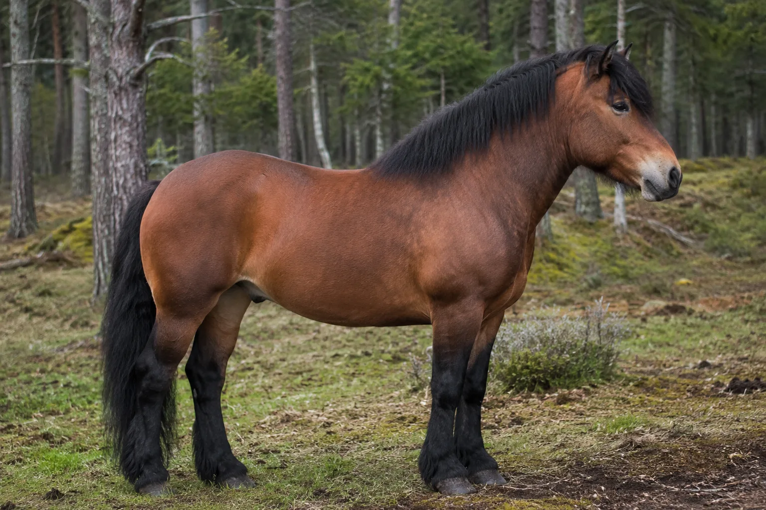 Bay Assateague pony, in profile, on a sandy beach with dune grasses, showing its robust and compact build.