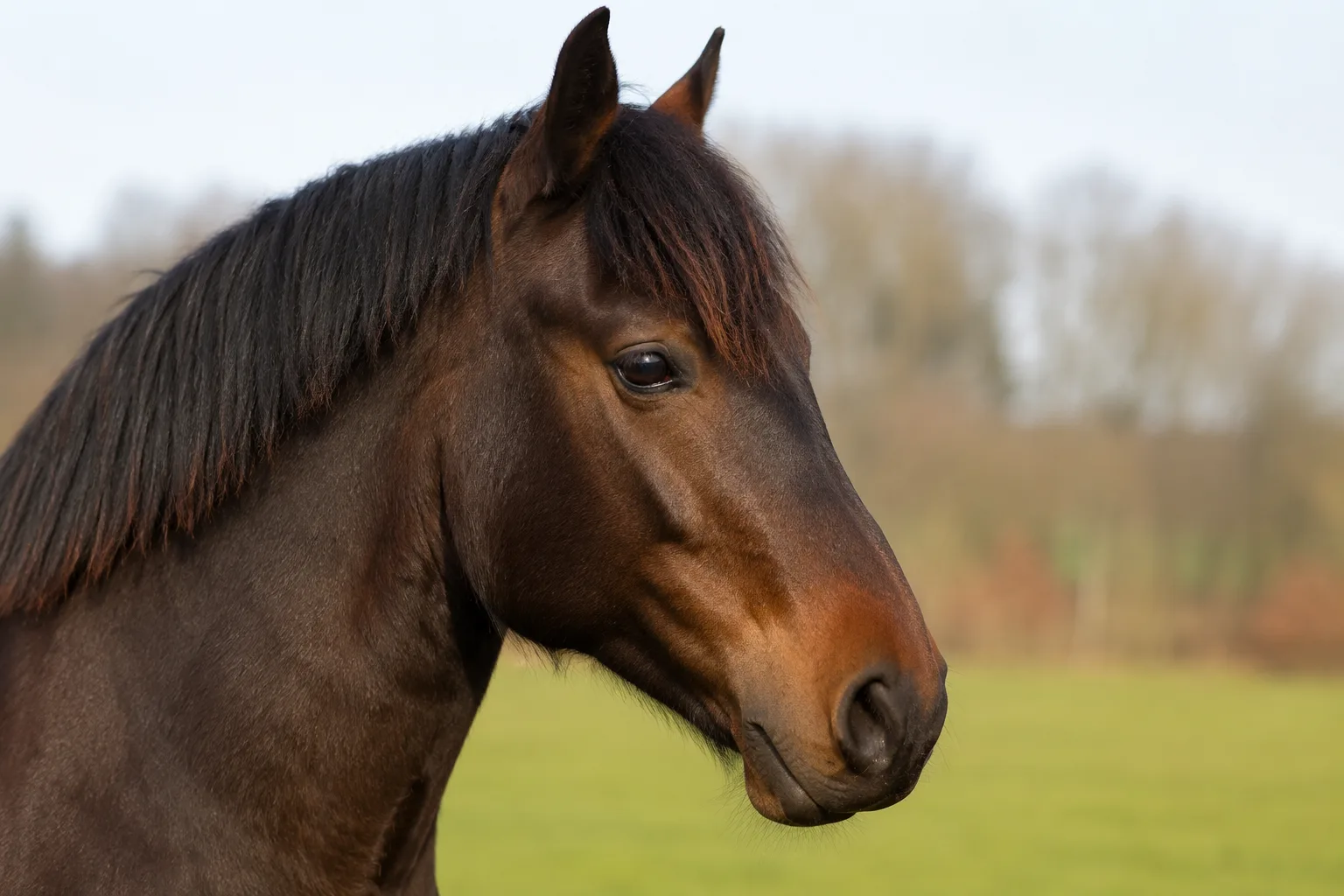 Close-up of the head of a chestnut Assateague pony, with expressive eyes and a straight profile, highlighting its rustic appearance.
