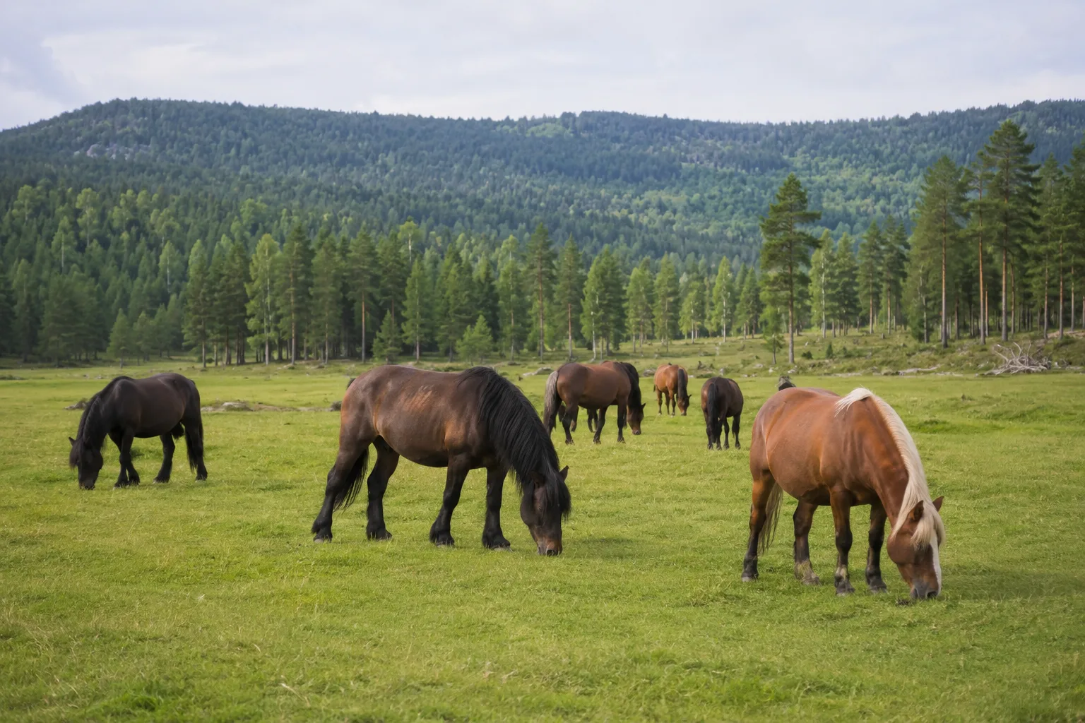 Herd of Assateague ponies of various coats (bay, pinto, grey) grazing in a grassy marsh on Assateague Island.