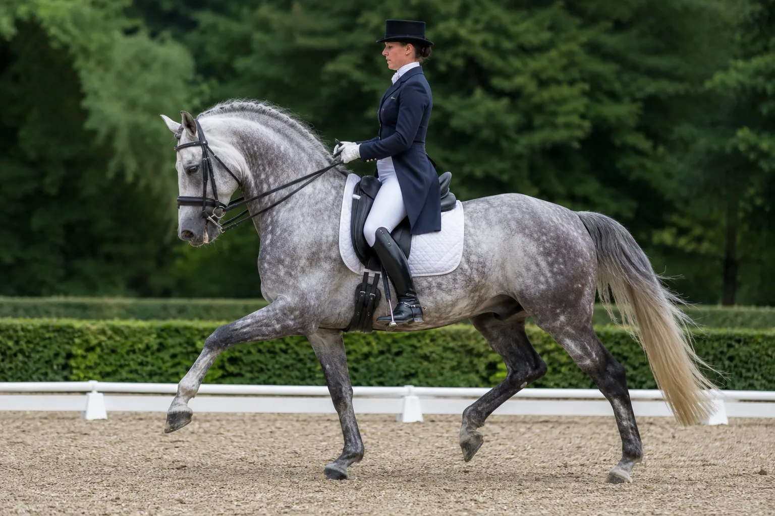 Asturcón in motion, trotting or tölting, in a natural environment