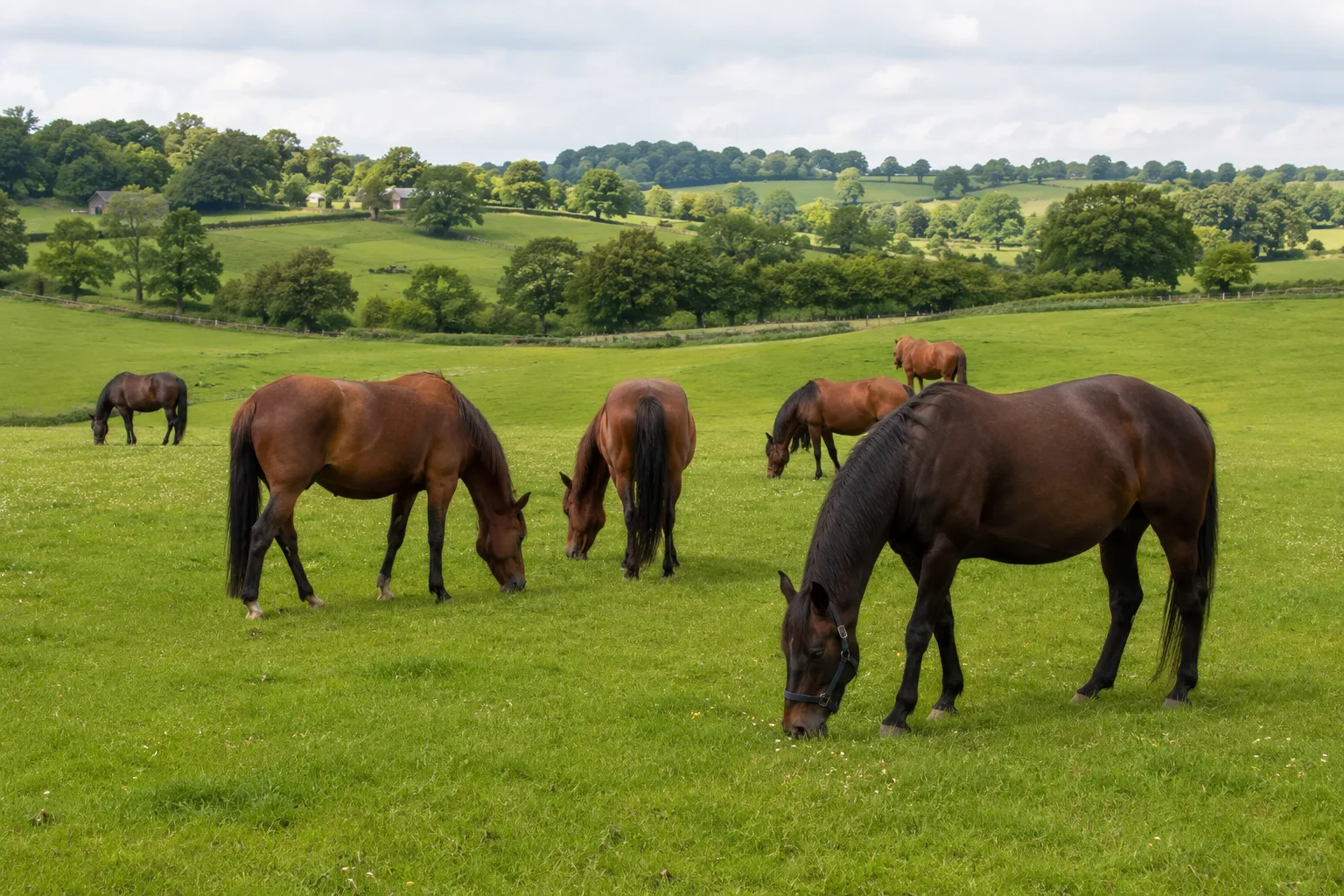 Herd of Asturcóns grazing in a lush mountain meadow
