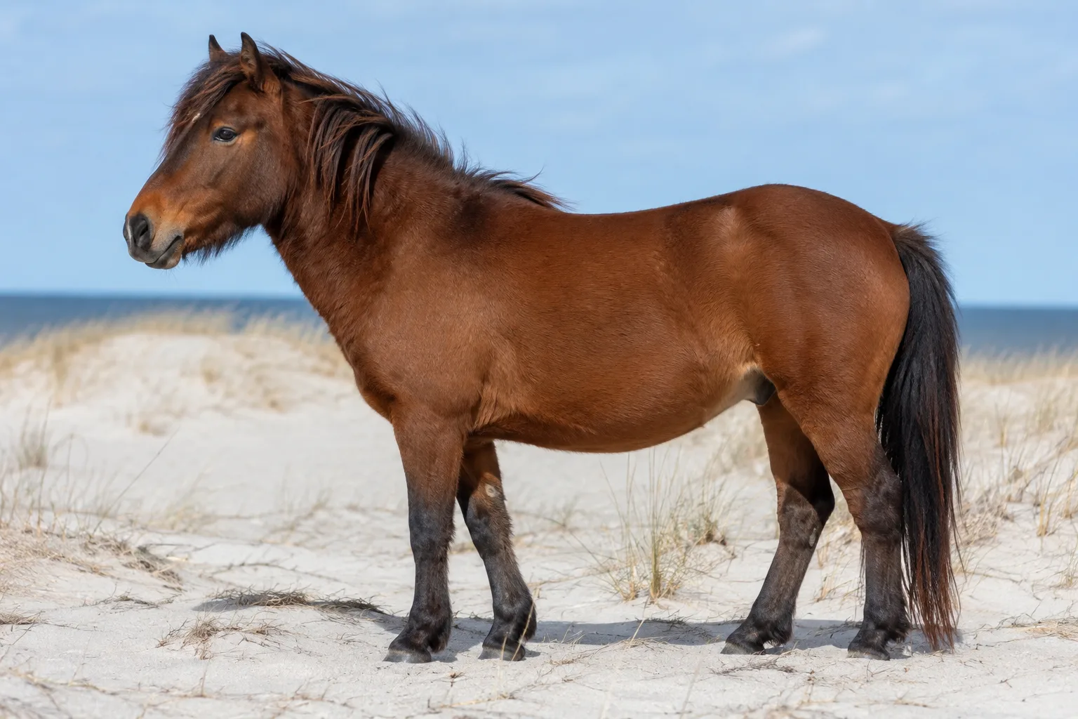 Photo of a bay Australian Stock Horse, in profile, in an Australian bush landscape, showing its athletic and muscular silhouette.