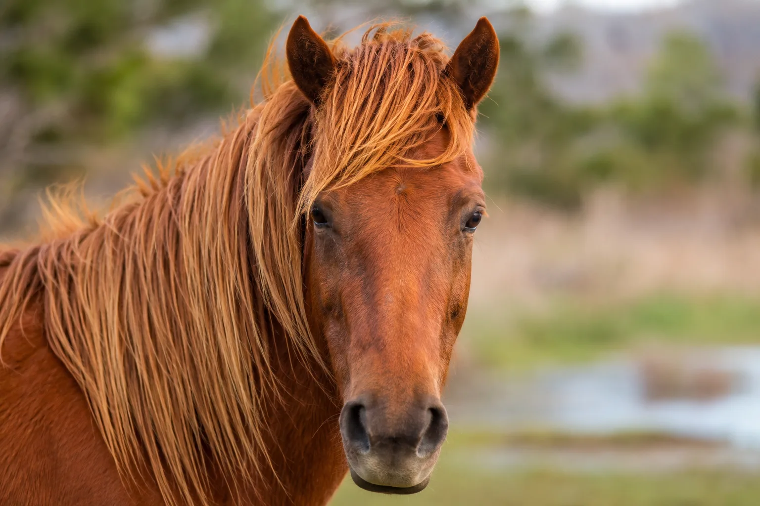 Close-up portrait of an Australian Stock Horse's head, highlighting its expressive eyes and straight profile.