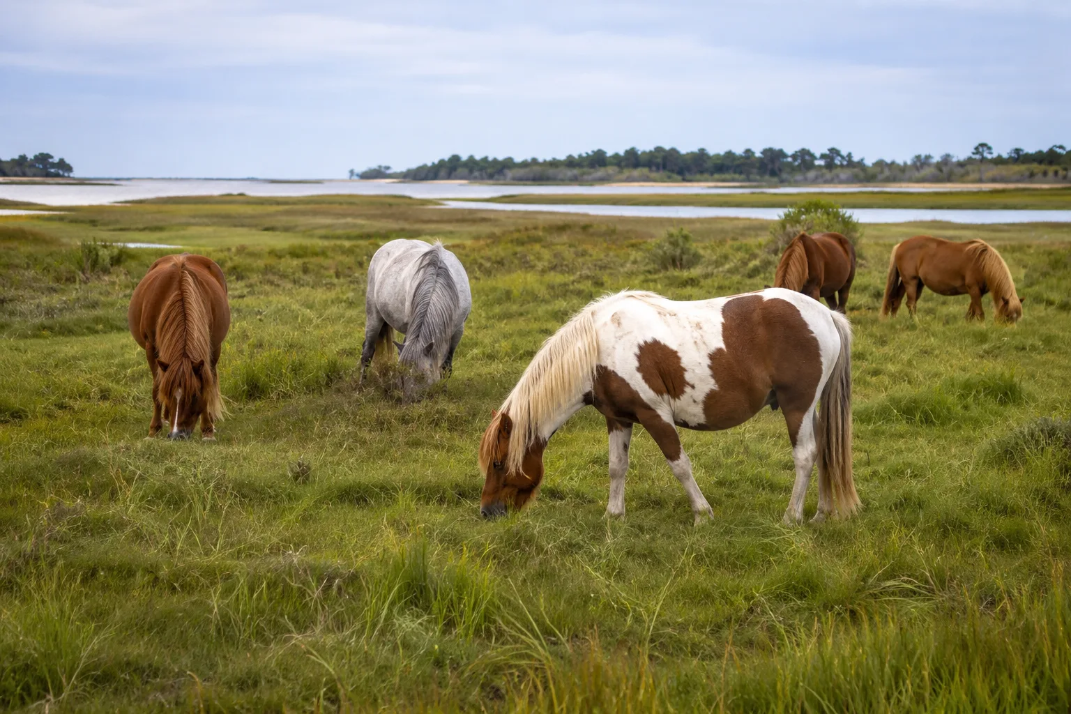 Herd of Australian Stock Horses grazing in a vast Australian pasture with eucalyptus trees.