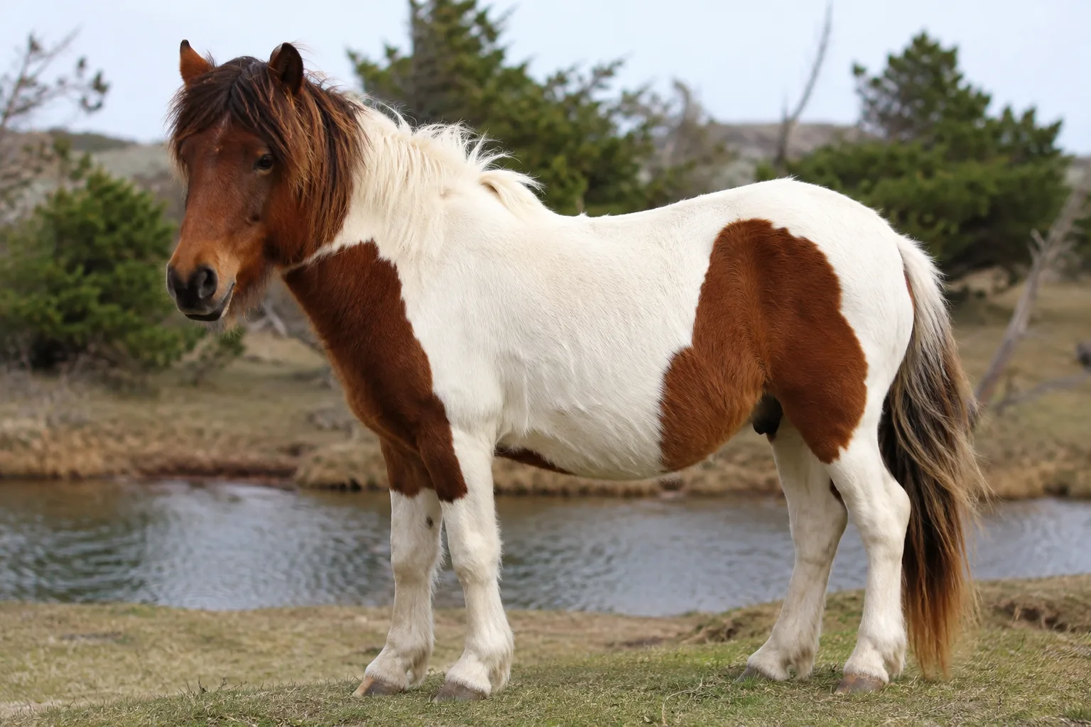 Photo of a Palomino Australian Stock Horse, highlighting its light mane and tail.