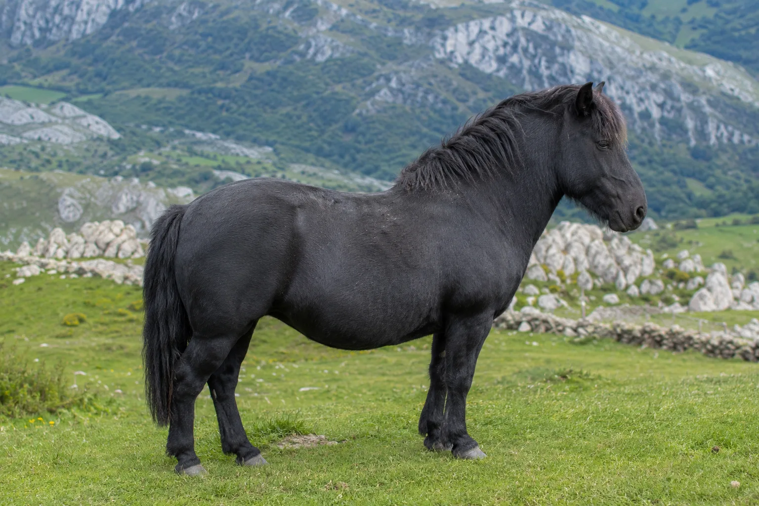 Auvergne Horse in profile, dark bay coat, in a mountain meadow in Auvergne