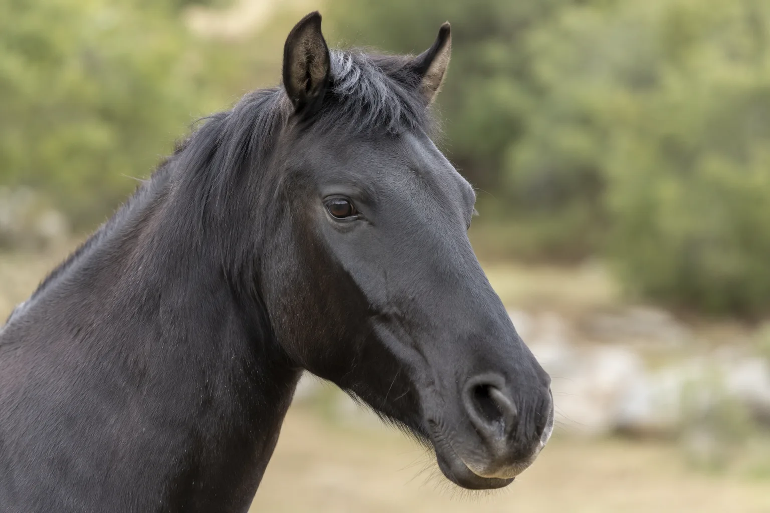 Close-up portrait of an Auvergne Horse's head, showing its lively eyes and straight profile