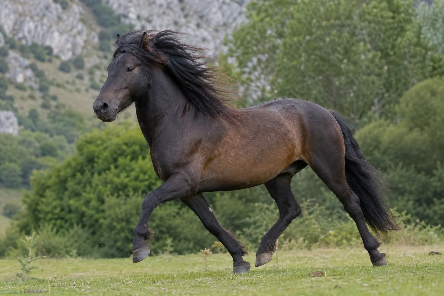 Auvergne Horse galloping on a mountain trail, during a trail ride