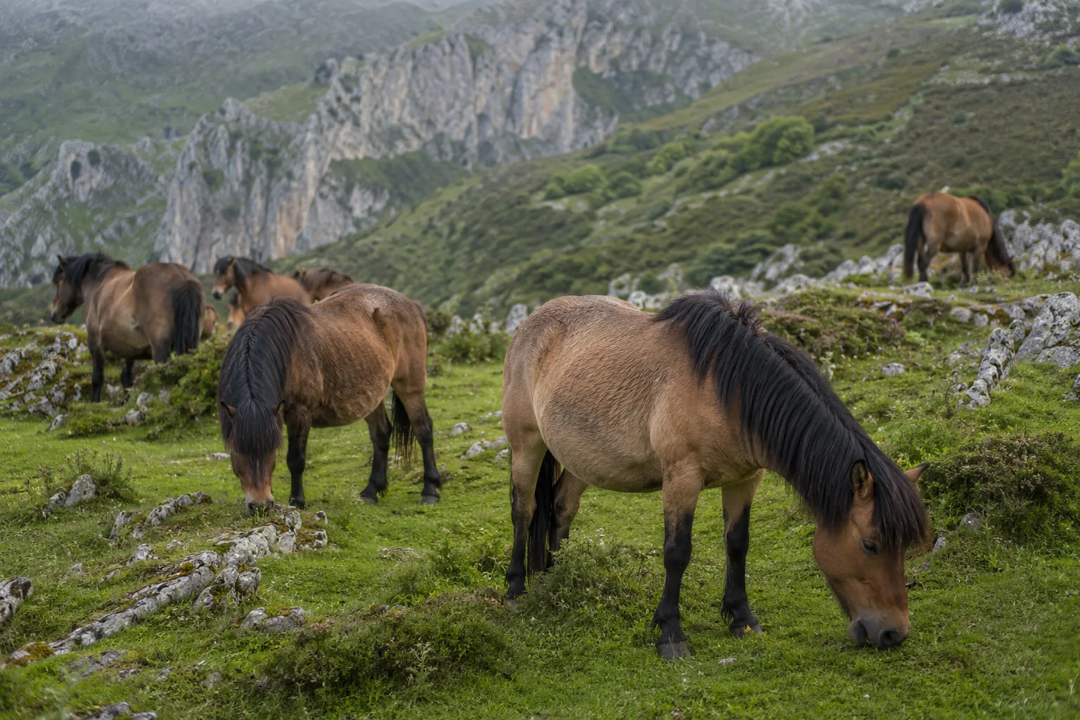 Herd of Auvergne Horses grazing in a green meadow with the Auvergne volcanoes in the background