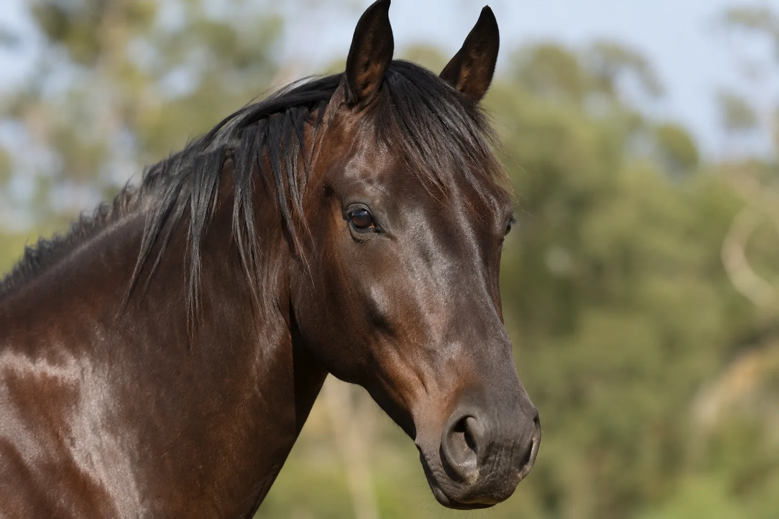 Close-up of the expressive head of a chestnut Auxois horse