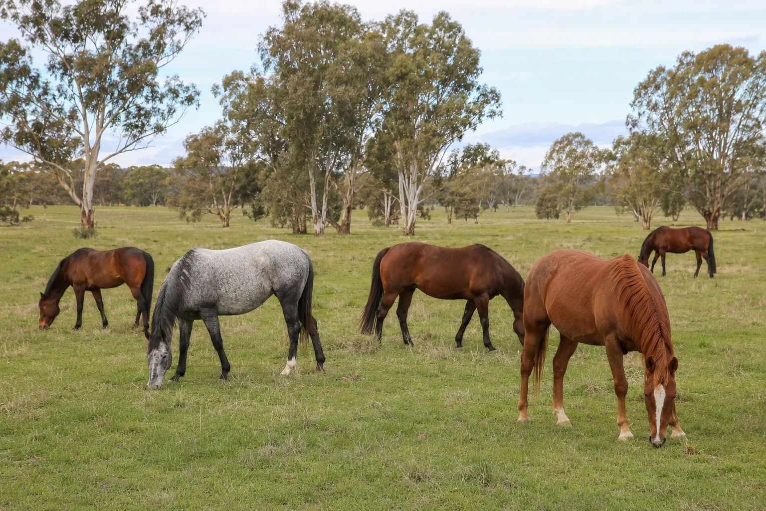 Herd of Auxois horses grazing in a Burgundian landscape