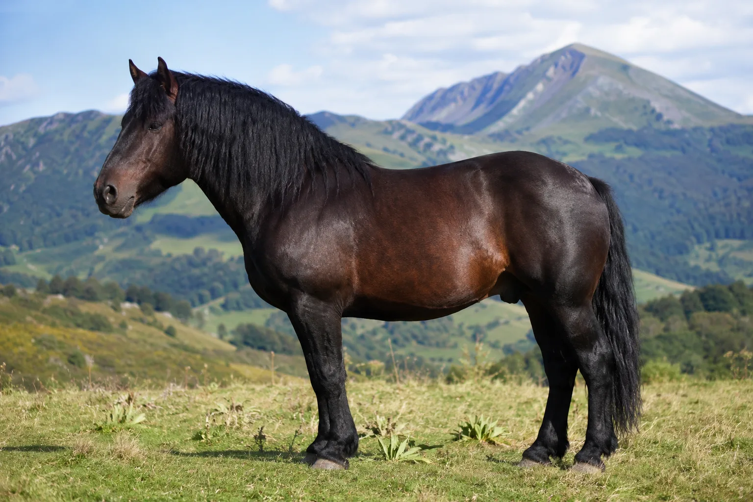 Bay Azerbaijan horse, in profile, in a mountainous steppe landscape