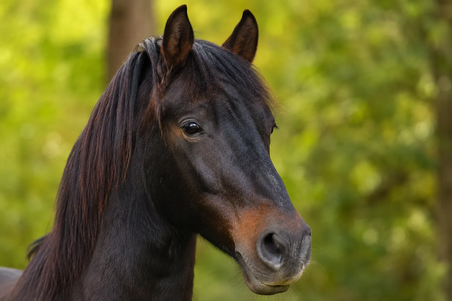 Close-up portrait of an Azerbaijan horse's head, showing its expressive eyes