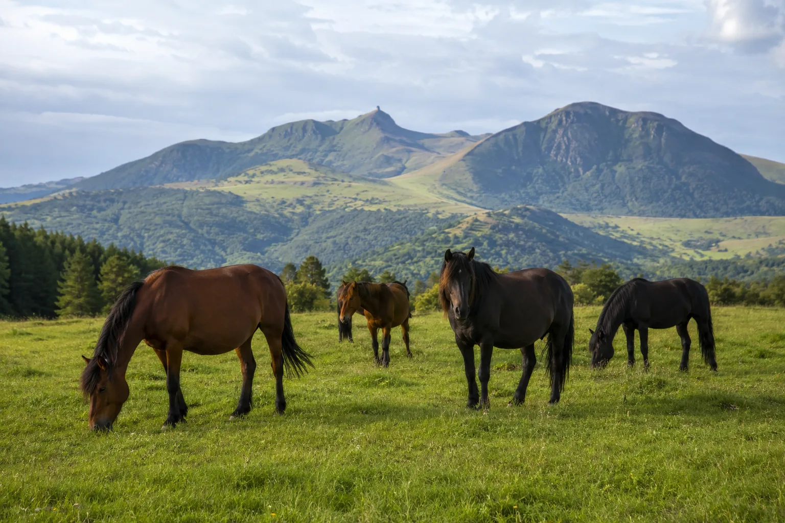 Herd of Azerbaijan horses grazing in a lush mountain pasture