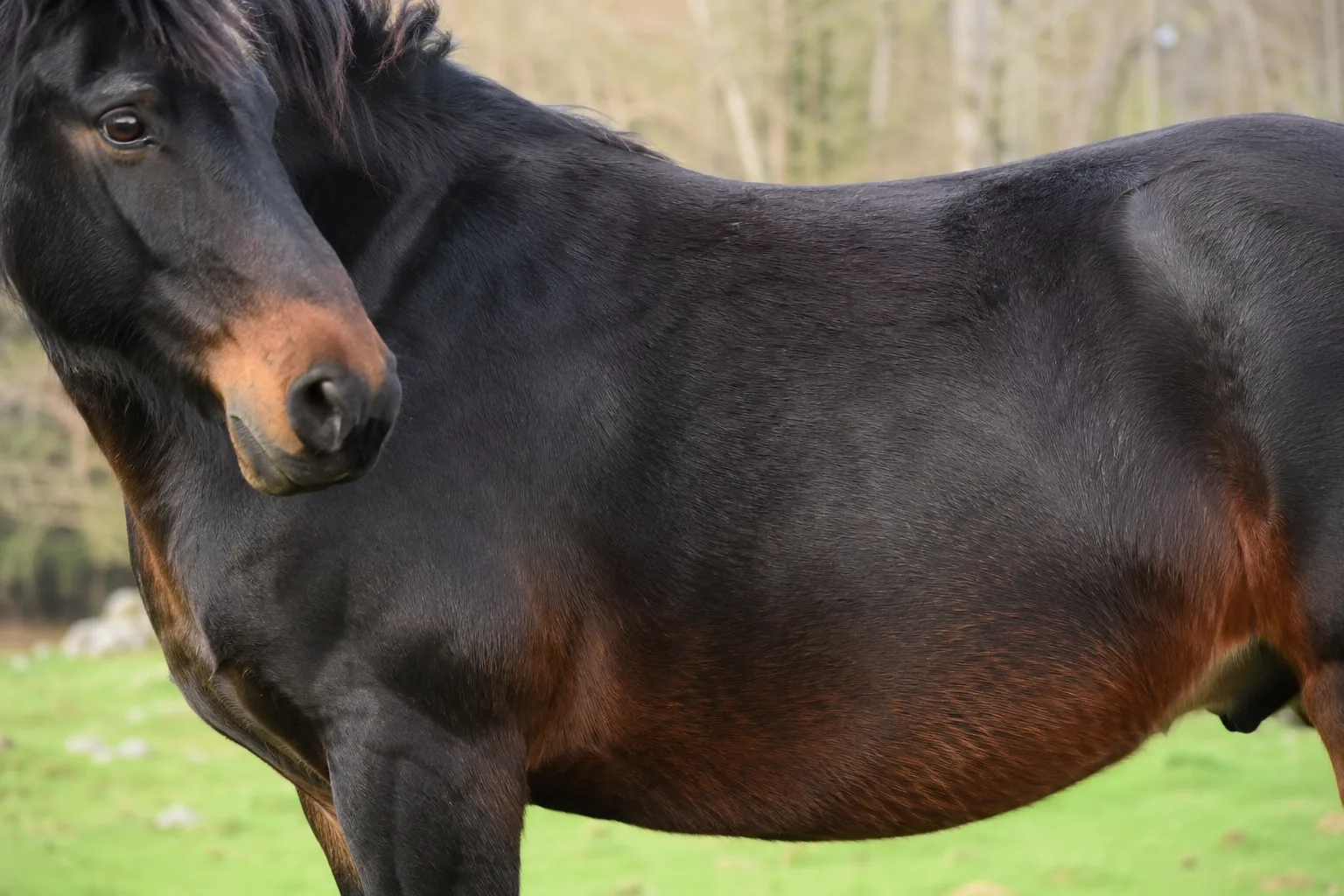 Chestnut Azerbaijan horse, showing its hard and resilient hooves