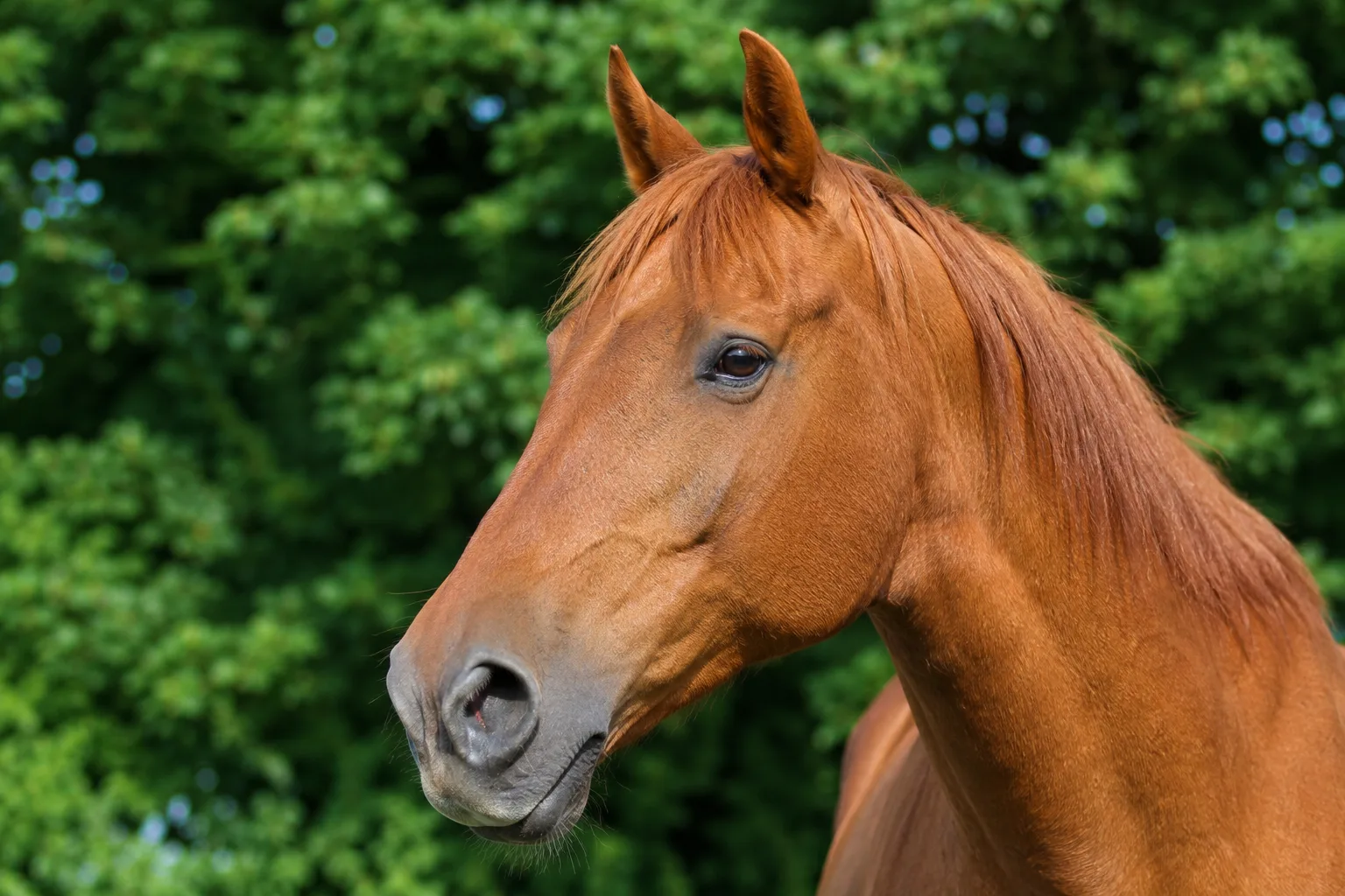 Close-up of a grey Azteca horse's head, highlighting its noble profile and expressive eyes.