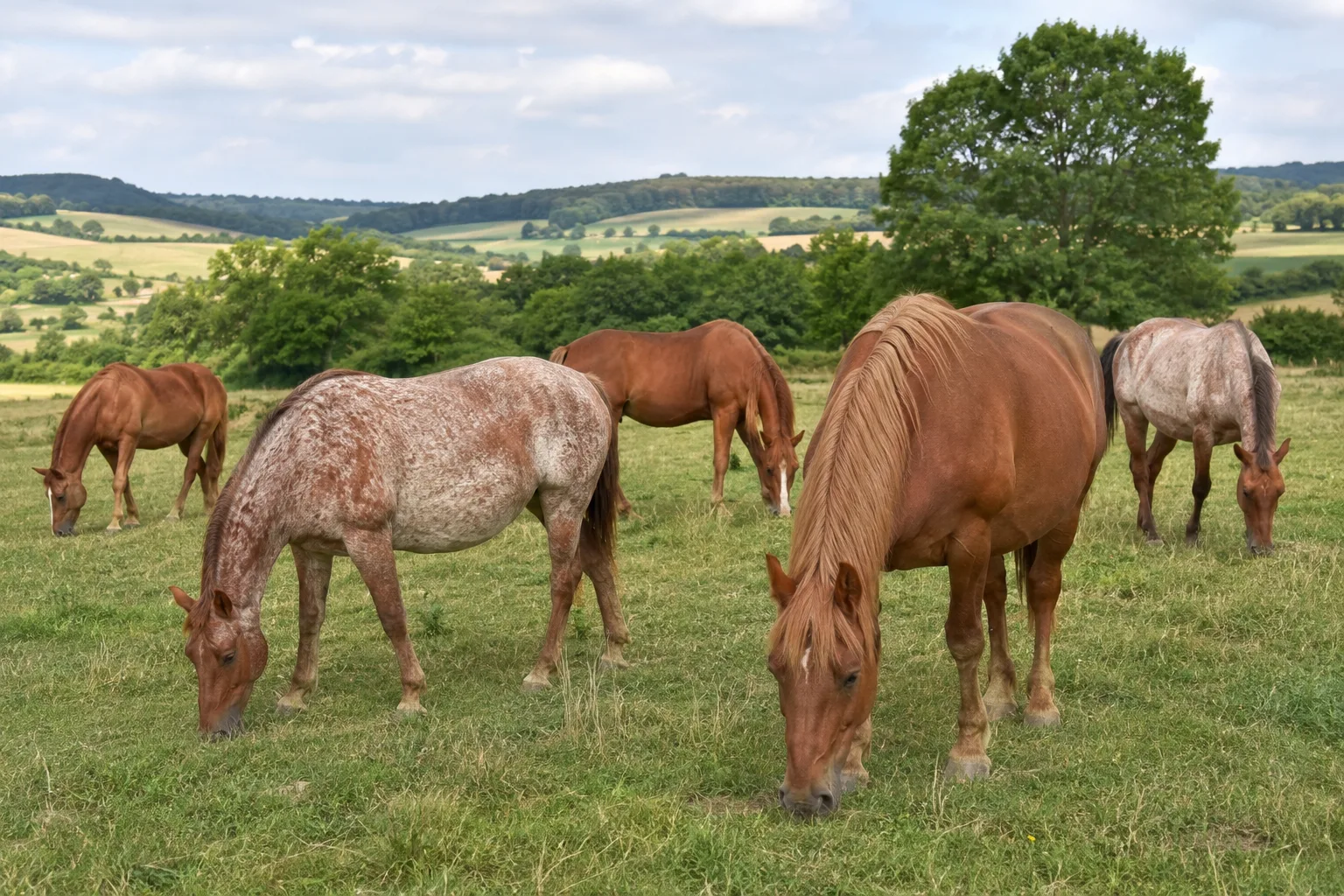 Herd of Azteca horses grazing in a lush green meadow, peaceful atmosphere.