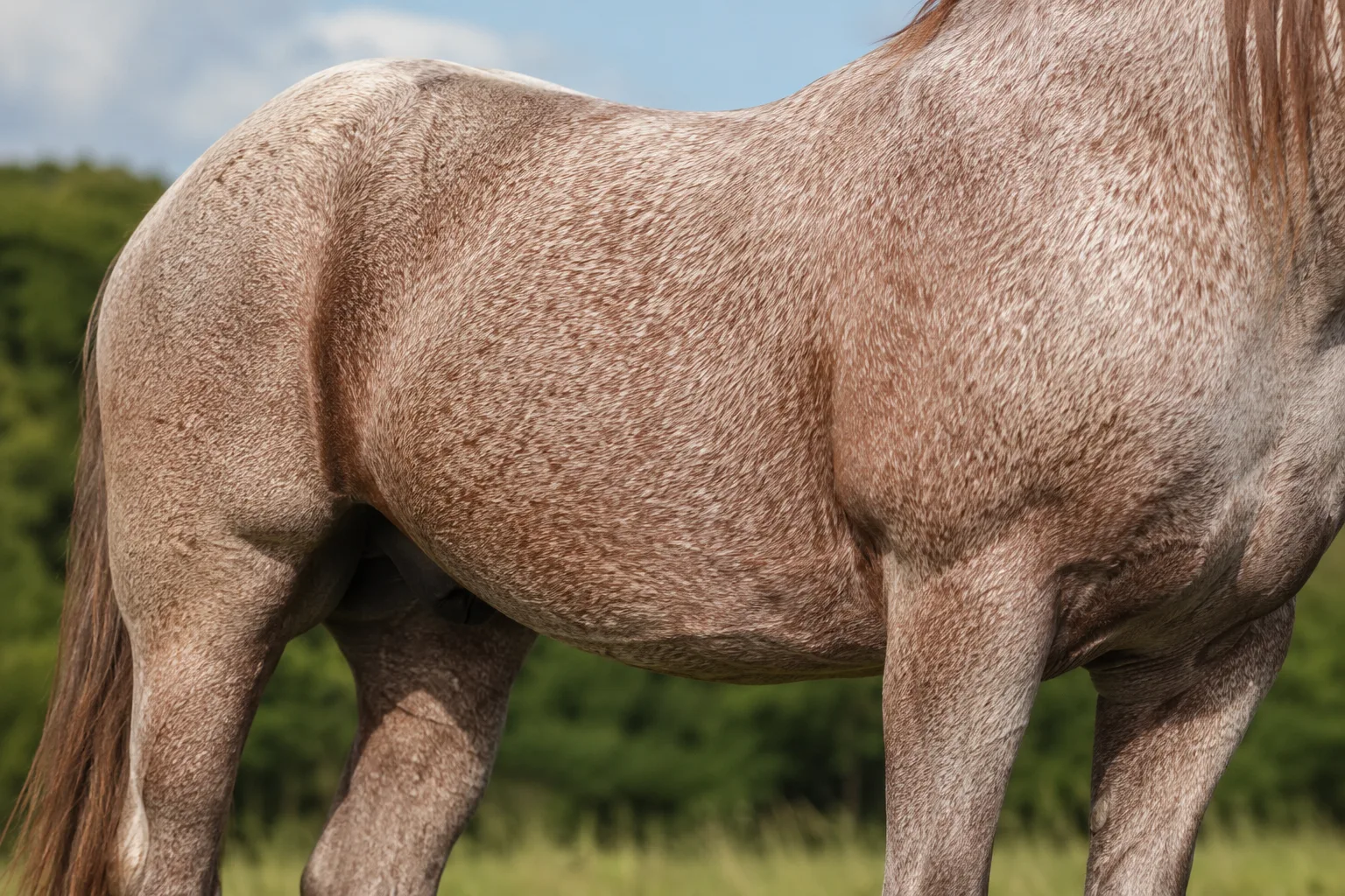 Palomino Azteca horse, highlighting its golden color and light mane.