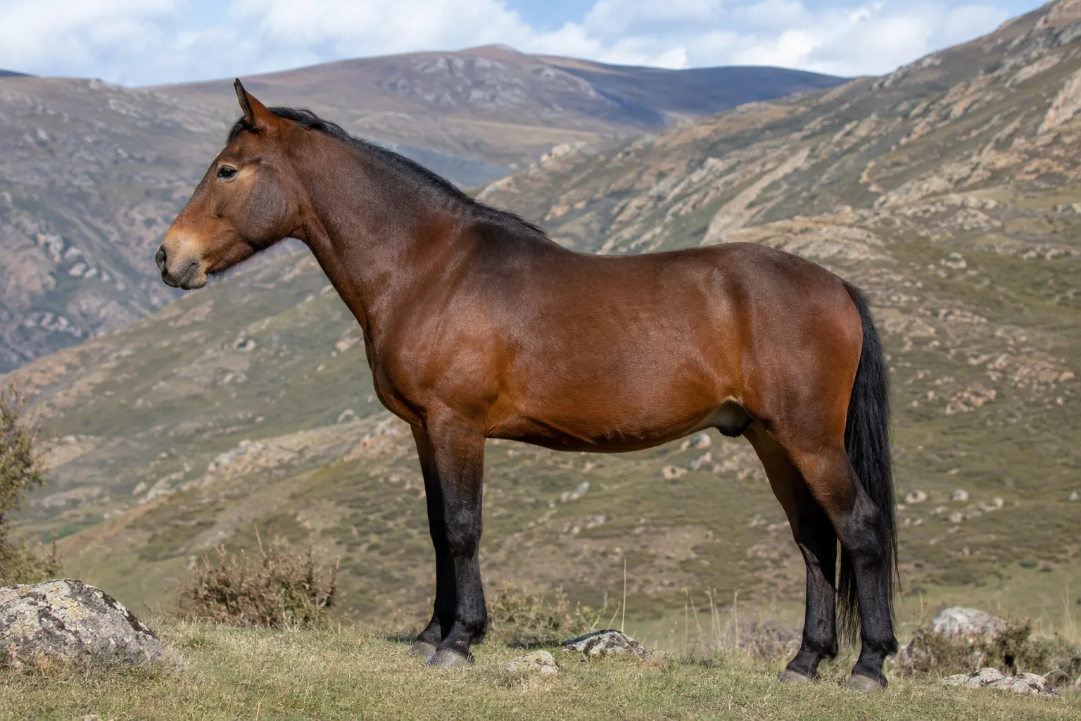 Bay Baise horse, in profile, standing in a green meadow, showing its compact and muscular build.