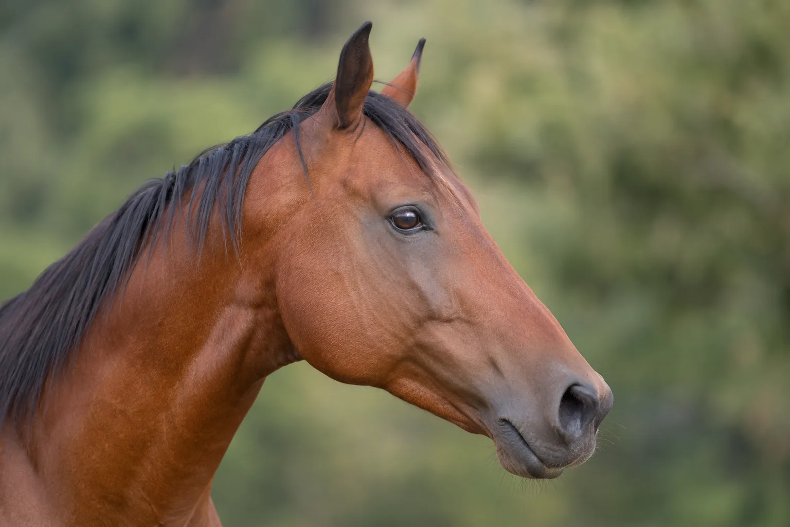 Close-up of a Baise horse's head, highlighting its straight profile and lively eyes.