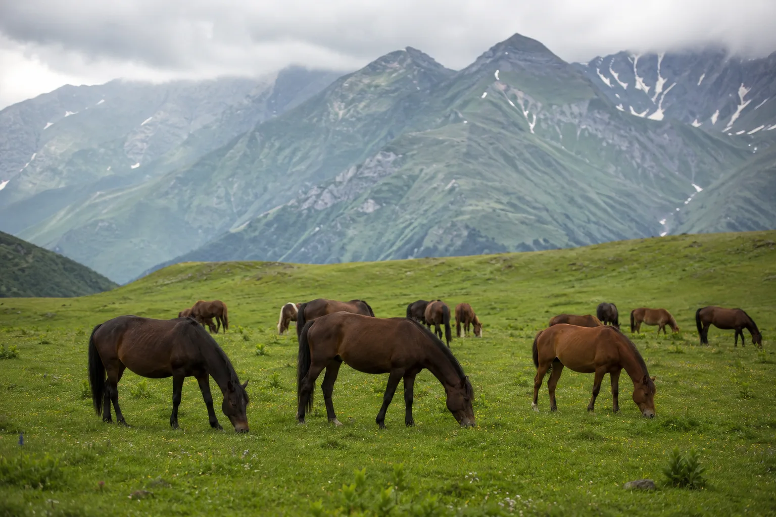 Several Baise horses (bay and chestnut) grazing peacefully in a large green meadow, under a clear sky.