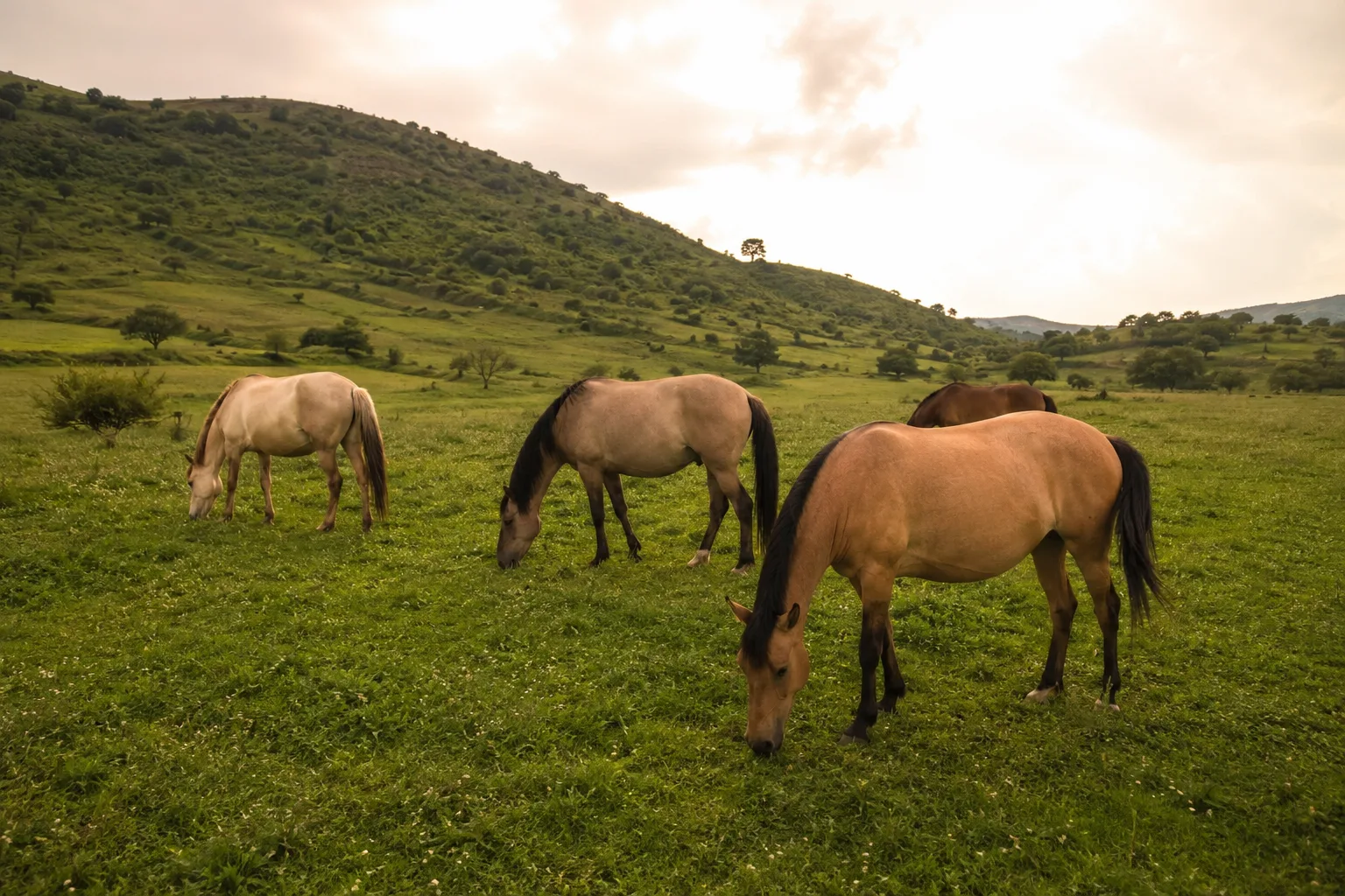Herd of Bale horses grazing in the Ethiopian highlands