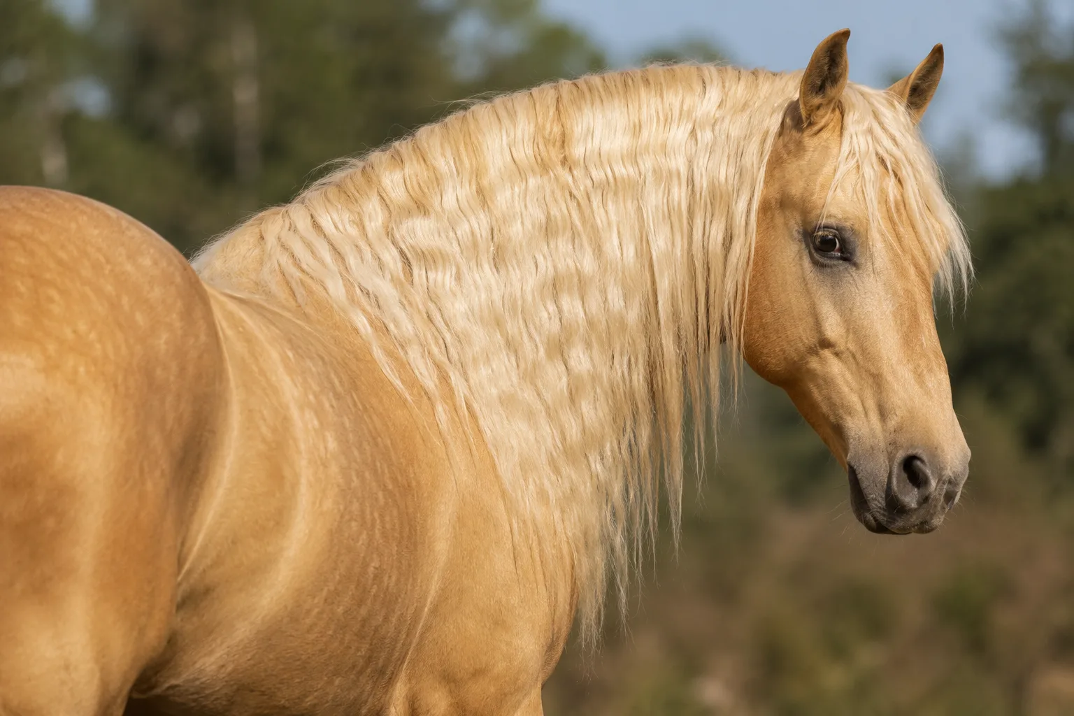 Bale horse with a chestnut coat, showing its hard and resistant hooves